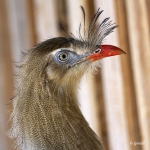 Red legged Seriema