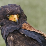 Harris Hawk