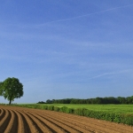Potatoe field, Gerendal
