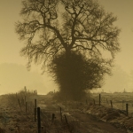 Tree in morning mist