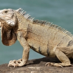 Iguana