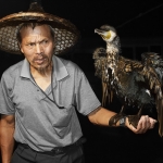 Aalscholver en Chinees