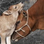 Chinese koe met kalf