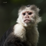 White throated Capuchin