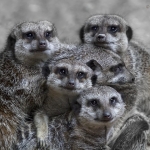 Meerkats