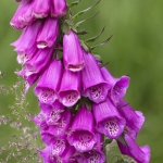 Purple foxglove
