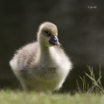 Chick greylag goose