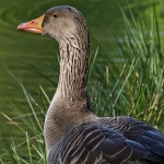 Greylag goose