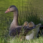 Greylag goose with offspring
