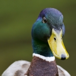 Wild duck - 2