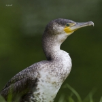 Cormorant