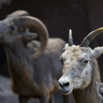 Bighorn sheep