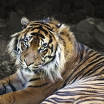 Sumatran tiger