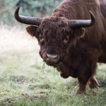 Scottish Highlander