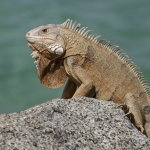 Iguana