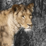 Lioness