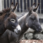 Donkeys