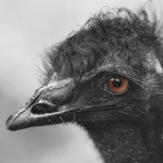 Ostrich