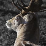 Fallow-deer