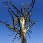 Life and perishableness