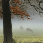 Fallow-deer in the morning fog