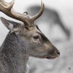 Head fallow deer