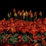 Red tulips
