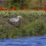 Grey heron in tulip field