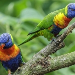 A pair of parrots (lori's) from the Blue Mountains