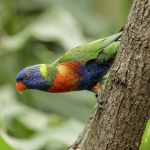 Parrot (lori) from the Blue Mountains