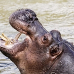 Hippopotamus