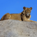 Lioness