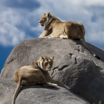 Enjoying the afternoon sun