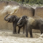 Elephants sandblasting themselfs
