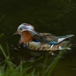 Mandarin duck