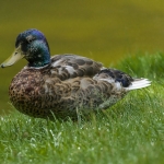 Wild duck
