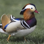 Mandarin duck