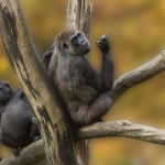 Mother Gorilla with child