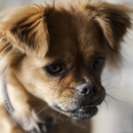 My undivided attention