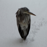 Reiger in de sneeuw