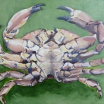 Noordzeekrab - Cancer Pagurus