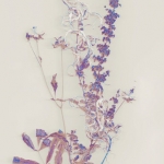 Composition with weeds 1