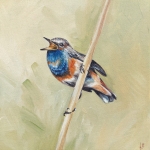 Blauwborstje