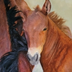 Wild foal