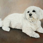 Portret van Maltezer