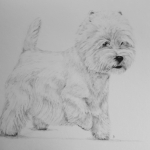 West Highland White Terrier Axel
