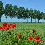 Nederland oh Nederland