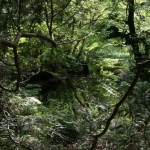 1000 tinten groen (1)