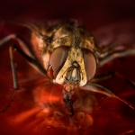 Red tears