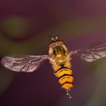 One day i fly away